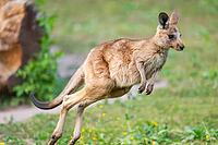 Eastern Gray Kangaroo (Macropus giganteus) youngster jumping on a meadow, captive, Germany [IBR123895534]
