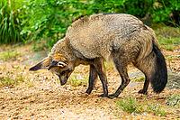 Bat-eared fox (Otocyon megalotis) walking on the ground looking for food, Bavaria, Germany [IBR123895535]