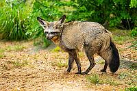 Bat-eared fox (Otocyon megalotis) walking on the ground looking for food, Bavaria, Germany [IBR123895536]