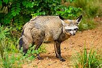 Bat-eared fox (Otocyon megalotis) walking on the ground looking for food, Bavaria, Germany [IBR123895538]