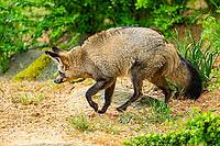 Bat-eared fox (Otocyon megalotis) walking on the ground looking for food, Bavaria, Germany [IBR123895539]