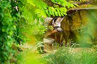 Bat-eared fox (Otocyon megalotis) walking on the ground looking for food, Bavaria, Germany [IBR123895540]