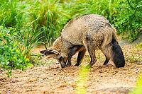 Bat-eared fox (Otocyon megalotis) walking on the ground looking for food, Bavaria, Germany [IBR123895541]