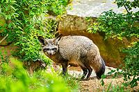 Bat-eared fox (Otocyon megalotis) walking on the ground looking for food, Bavaria, Germany [IBR123895542]