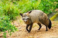 Bat-eared fox (Otocyon megalotis) walking on the ground looking for food, Bavaria, Germany [IBR123895544]
