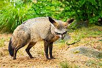 Bat-eared fox (Otocyon megalotis) walking on the ground looking for food, Bavaria, Germany [IBR123895546]
