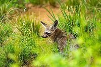 Bat-eared fox (Otocyon megalotis) walking on the ground looking for food, Bavaria, Germany [IBR123895548]