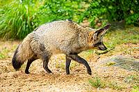 Bat-eared fox (Otocyon megalotis) walking on the ground looking for food, Bavaria, Germany [IBR123895549]