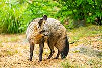 Bat-eared fox (Otocyon megalotis) walking on the ground looking for food, Bavaria, Germany [IBR123895550]