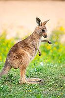 Eastern Gray Kangaroo (Macropus giganteus) youngster sitting on a meadow, captive, Germany [IBR123895552]