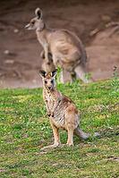 Eastern Gray Kangaroo (Macropus giganteus) youngster sitting on a meadow, captive, Germany [IBR123895553]