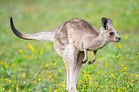 Eastern Gray Kangaroo (Macropus giganteus) youngster jumping on a meadow, captive, Germany [IBR123895554]