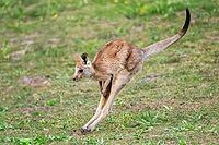 Eastern Gray Kangaroo (Macropus giganteus) youngster jumping on a meadow, captive, Germany [IBR123895555]