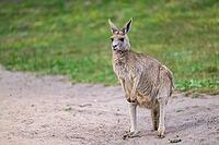 Eastern Gray Kangaroo (Macropus giganteus) standing on a meadow, captive, Germany [IBR123895556]