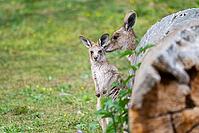 Eastern Gray Kangaroo (Macropus giganteus) mother with her youngster cuddeling on a meadow, captive, Germany [IBR123895557]