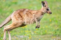 Eastern Gray Kangaroo (Macropus giganteus) youngster jumping on a meadow, captive, Germany [IBR123895558]