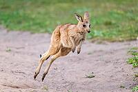 Eastern Gray Kangaroo (Macropus giganteus) youngster jumping on a meadow, captive, Germany [IBR123895559]