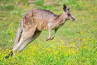 Eastern Gray Kangaroo (Macropus giganteus) running on a meadow, captive, Germany [IBR123895560]