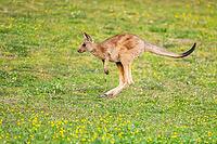 Eastern Gray Kangaroo (Macropus giganteus) youngster jumping on a meadow, captive, Germany [IBR123895561]