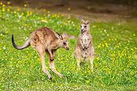 Eastern Gray Kangaroo (Macropus giganteus) youngster jumping on a meadow, captive, Germany [IBR123895562]