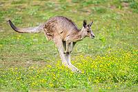 Eastern Gray Kangaroo (Macropus giganteus) running on a meadow, captive, Germany [IBR123895563]