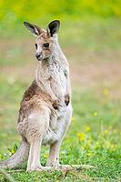 Eastern Gray Kangaroo (Macropus giganteus) youngster sitting on a meadow, captive, Germany [IBR123895565]