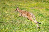 Eastern Gray Kangaroo (Macropus giganteus) youngster jumping on a meadow, captive, Germany [IBR123895566]