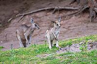 Eastern Gray Kangaroo (Macropus giganteus) youngster sitting on a meadow, captive, Germany [IBR123895567]