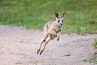 Eastern Gray Kangaroo (Macropus giganteus) youngster jumping on a meadow, captive, Germany [IBR123895568]