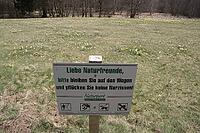 Millions of wild daffodils, Narcissus pseudonarcissus, bloom in the Eifel in April, they are strictly protected, the Fuhrts and Perlenbachtal nature reserve runs on the border with Belgium, signs indicate, North Rhine-Westphalia, Eifel, Monschau Höfen, Be [IBR123895572]