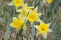 Millions of wild daffodils, Narcissus pseudonarcissus, bloom in the Eifel in April, they are strictly protected, the Fuhrts and Perlenbachtal nature reserve runs on the border with Belgium, signs indicate, North Rhine-Westphalia, Eifel, Monschau Höfen, Be [IBR123895573]