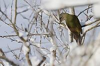 Grey woodpecker, Picus canus, foraging, Burstream North Rhine-Westphalia [IBR123895574]