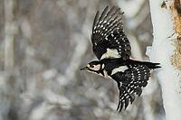 Great spotted woodpecker, Dentrokops major, in flight, Burstream North Rhine-Westphalia [IBR123895576]