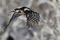 Great spotted woodpecker, Dentrokops major, in flight, Burstream North Rhine-Westphalia [IBR123895577]