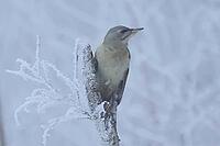 Grey woodpecker, Picus canus, foraging, Burstream North Rhine-Westphalia [IBR123895579]