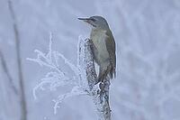Grey woodpecker, Picus canus, foraging, Burstream North Rhine-Westphalia [IBR123895580]
