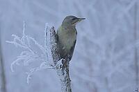 Grey woodpecker, Picus canus, foraging, Burstream North Rhine-Westphalia [IBR123895582]