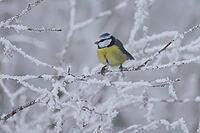 Blue tit, cyanist cearuleus, sitting on a tree, Burstream, North Rhine-Westphalia [IBR123895583]