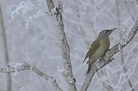 Grey woodpecker, Picus canus, foraging, Burstream North Rhine-Westphalia [IBR123895585]