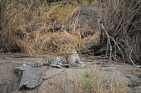 Leopard resting on rocks surrounded by dry grass and wilderness, Panthera pardus, Tanzania [IBR123895604]