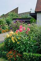 Dahlias in late summer, September. Dahlia, dahlia, garden flower, Schwäbisch Hall, Hohenlohe, Germany [IBR112941794]