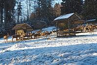 Wild feeding of red deer in the Allgäu region, Bavaria, Germany [IBR112941839]