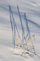 Shadow-casting grasses in snow, Emsland, Lower Saxony, Germany [IBR123895616]