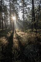 Light rays in the forest, Emsland, Lower Saxony, Germany [IBR123895618]