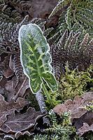 Arum italicum (Arum italicum Pictum) and fern fronds (Polystichum) in hoarfrost, Emsland, Lower Saxony, Germany [IBR123895621]