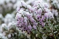 Snow heather (Erica carnea) in hoarfrost, Emsland, Lower Saxony, Germany [IBR123895622]