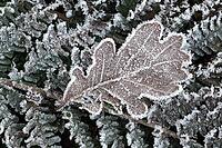 Oak leaf (Quercus robur) on fern frond (Polystichum) in hoarfrost, Emsland, Lower Saxony, Germany [IBR123895624]