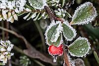 Cotoneaster horizontalis in hoarfrost, Emsland, Lower Saxony, Germany [IBR123895625]