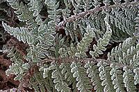 Fern fronds (Polystichum) in hoarfrost, Emsland, Lower Saxony, Germany [IBR123895626]