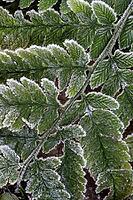 Fern fronds (Polystichum) in hoarfrost, Emsland, Lower Saxony, Germany [IBR123895627]